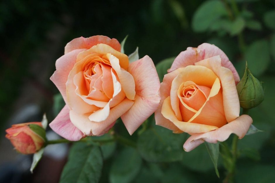 Роза сорт Версилия