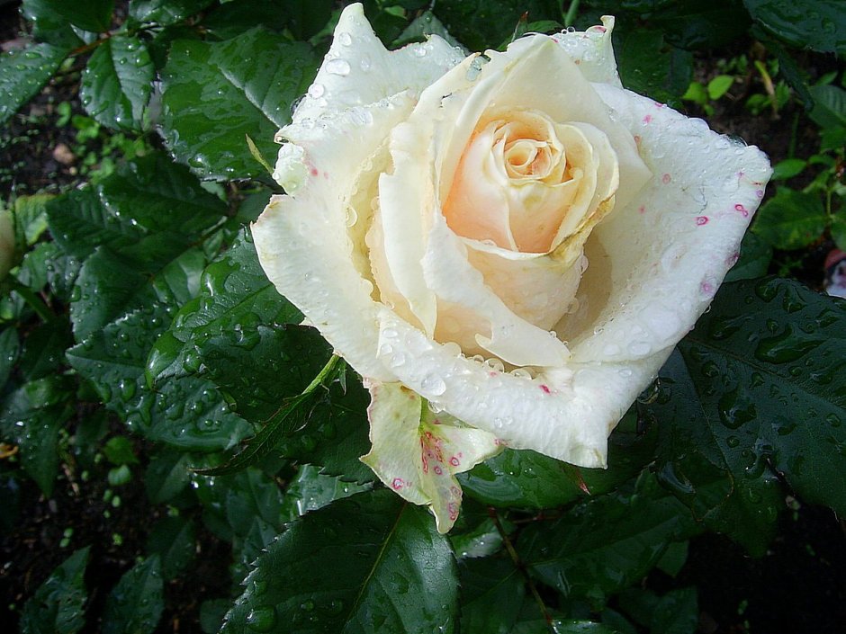 Роза Versilia Топалович