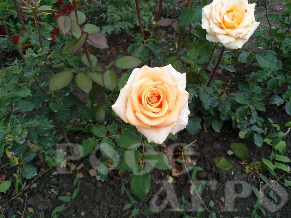 Роза чайно-гибридная Versilia (Версилия)