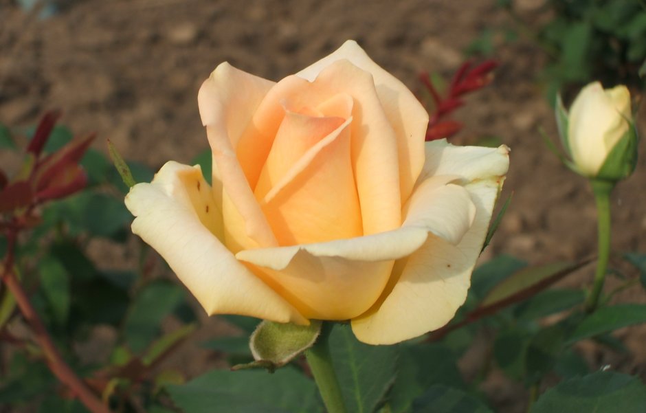Роза чайно-гибридная Shantella