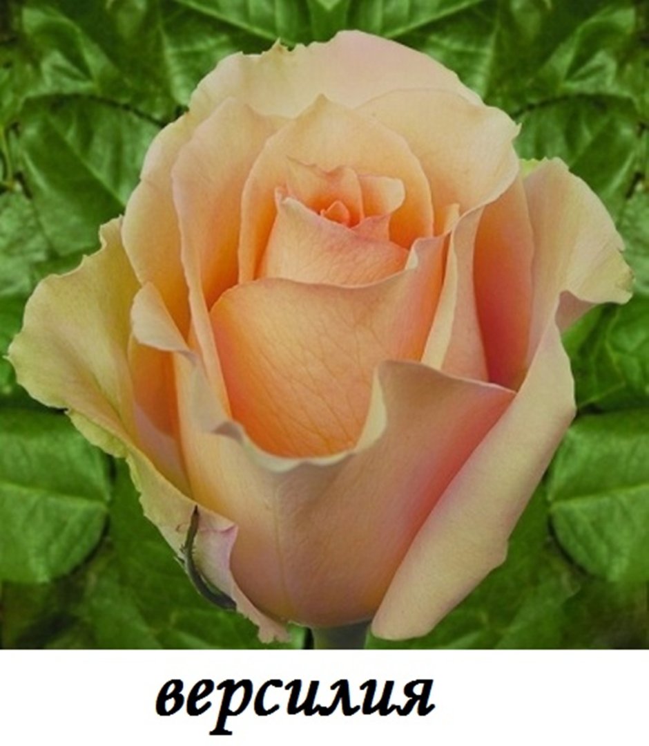 Роза чайно-гибридная срезка Версилия