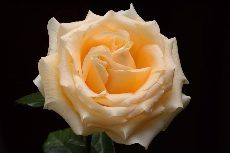 Плетистая роза Версилия