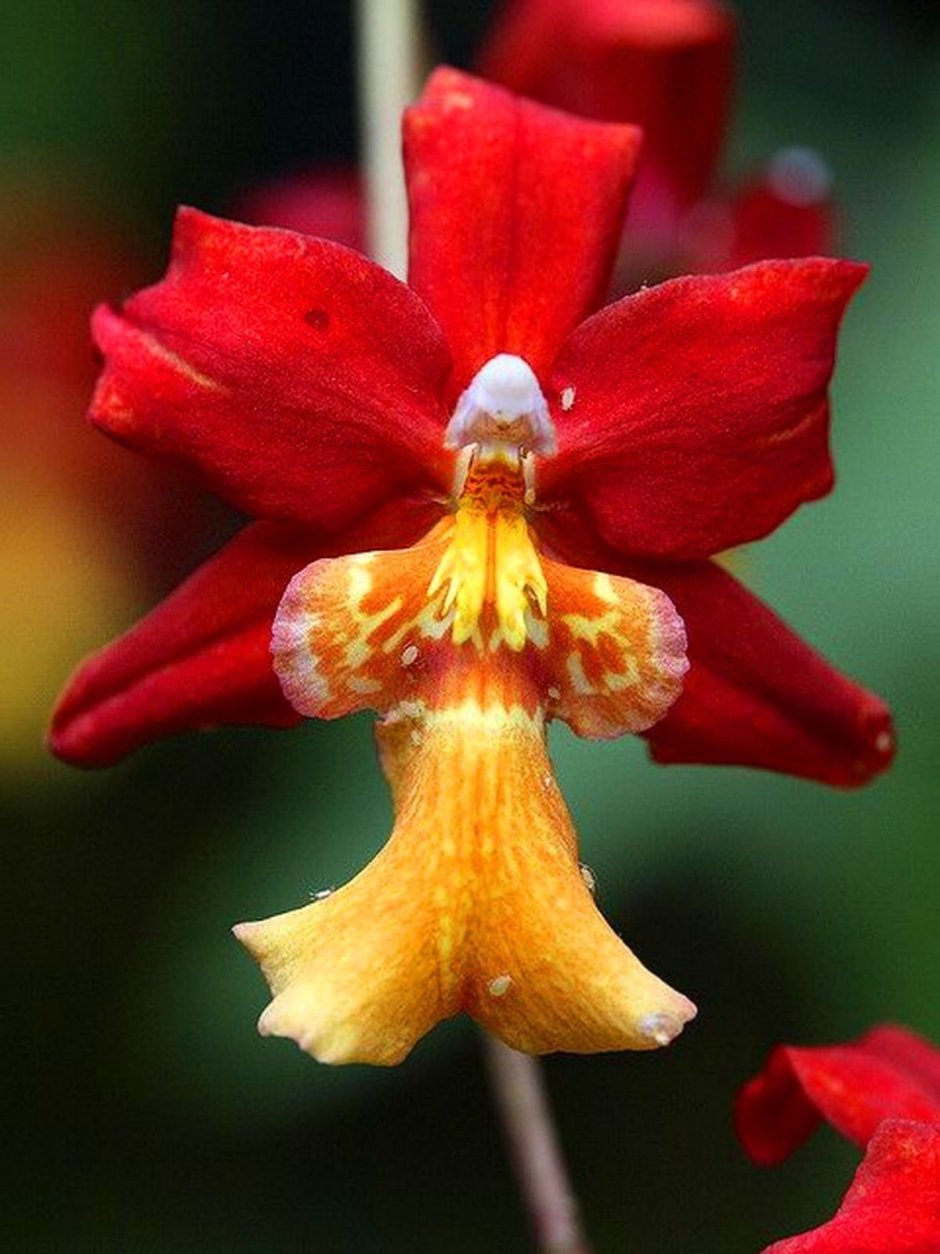 Орхидея пчела