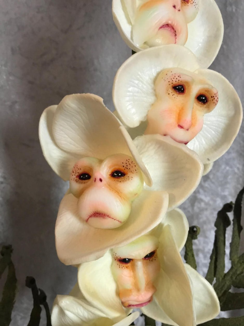 Самая редкая орхидея