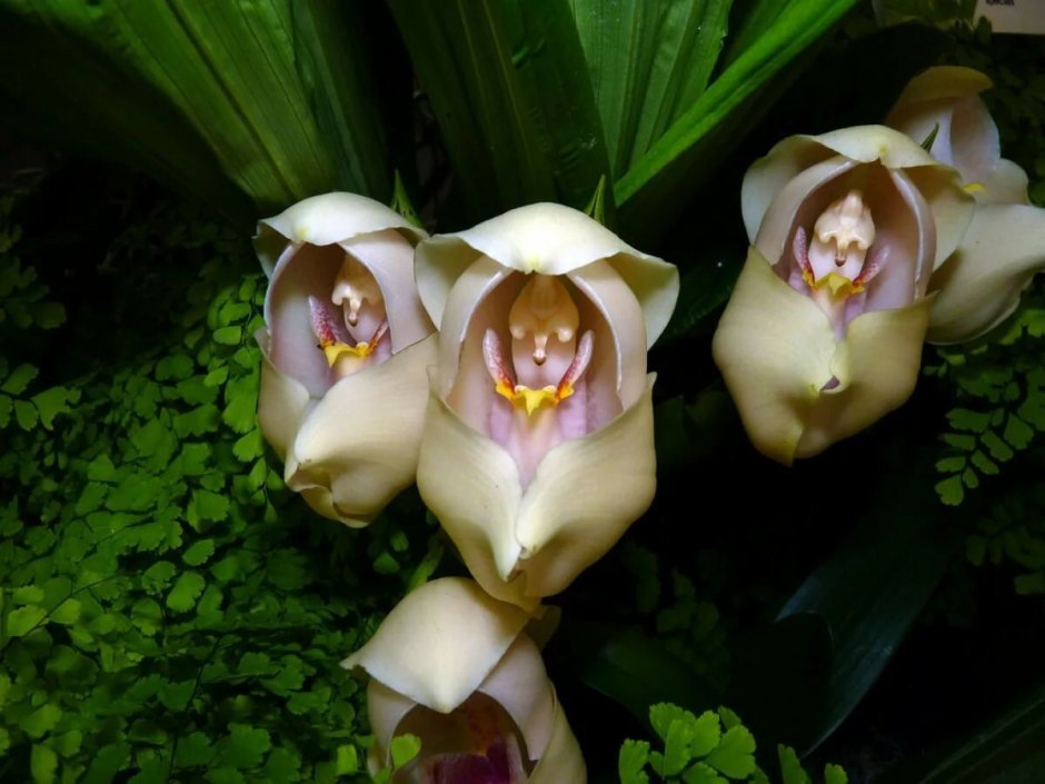 Орхидея похожая на вуду