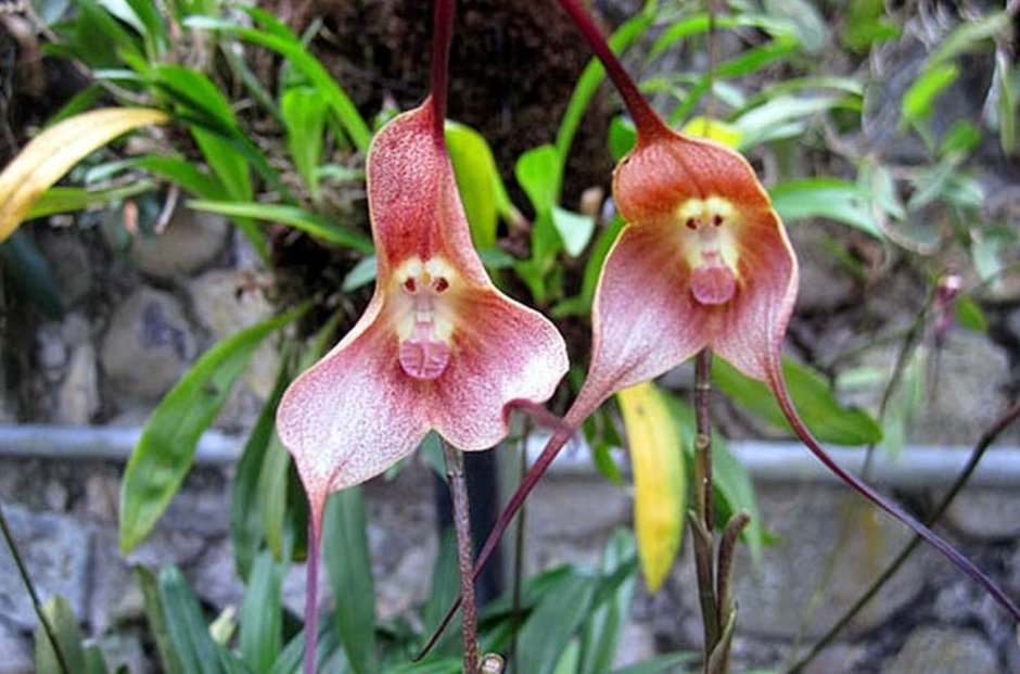 Орхидея-обезьяна, Обезьяний Дракула (Dracula saulii)