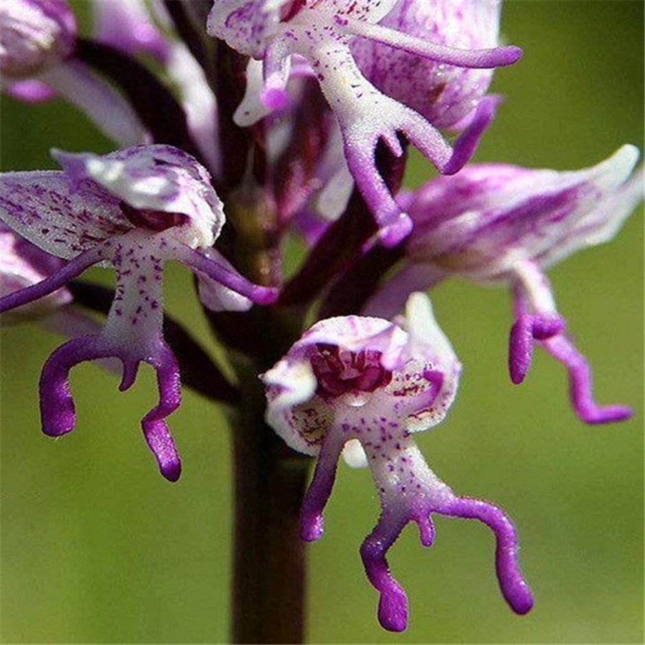 Бульбофиллум Орхидея Орхидея
