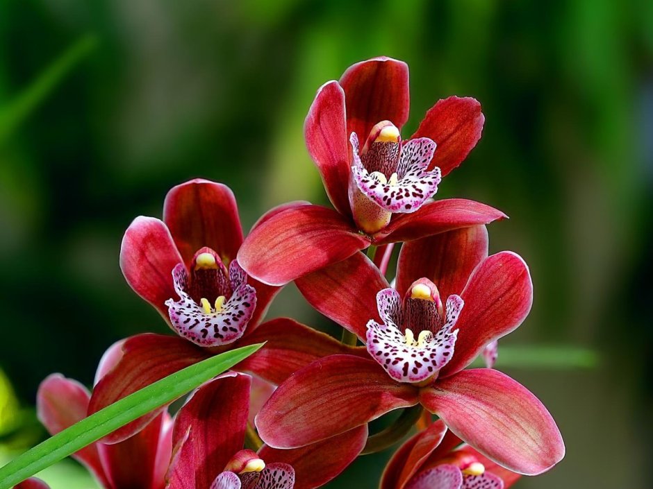 Орхидея-балерина (Ballerina Orchid)