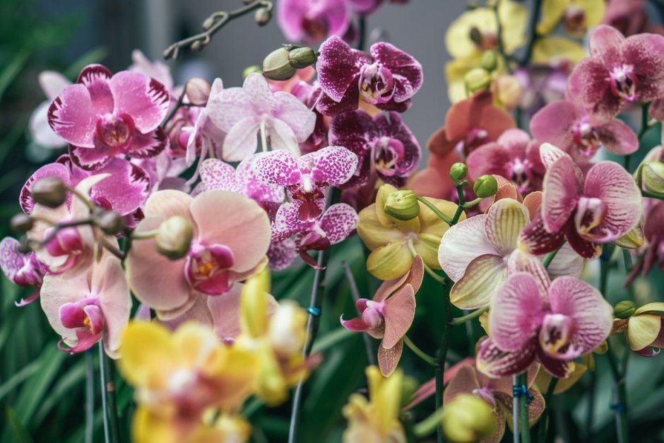 Коллекции экзотических орхидей