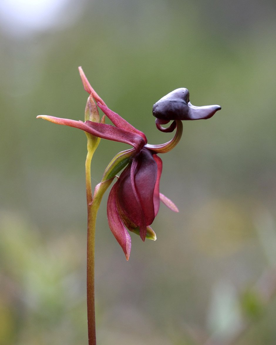 Орхидея цвет сюрприз