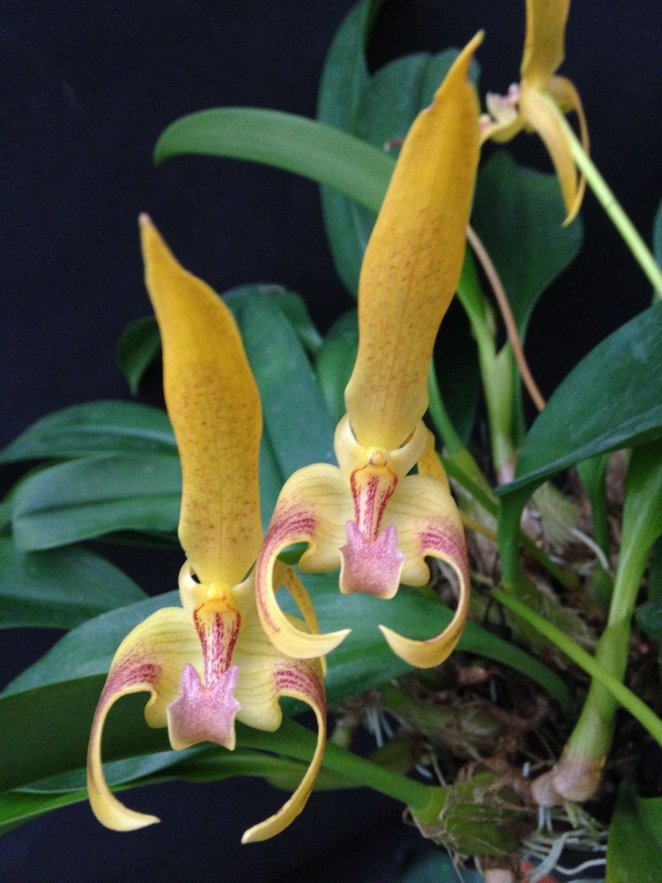 Bulbophyllum violaceolabellum