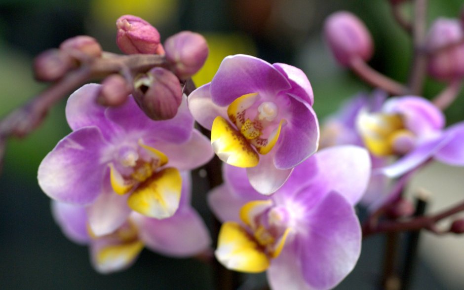 Фаленопсис фиолетовая с желтым