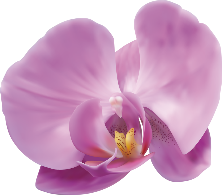 Орхидея ЗТП