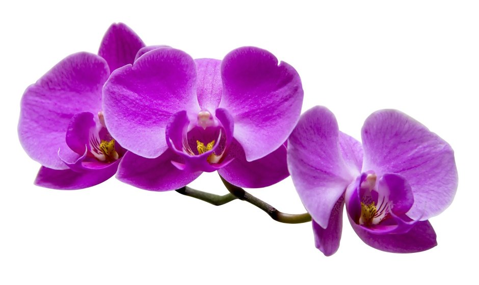 Орхидея фото белая с фиолетовым на белом фоне