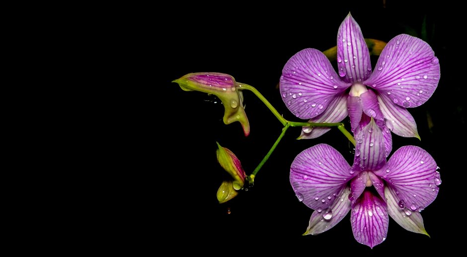 Орхидейное настроение