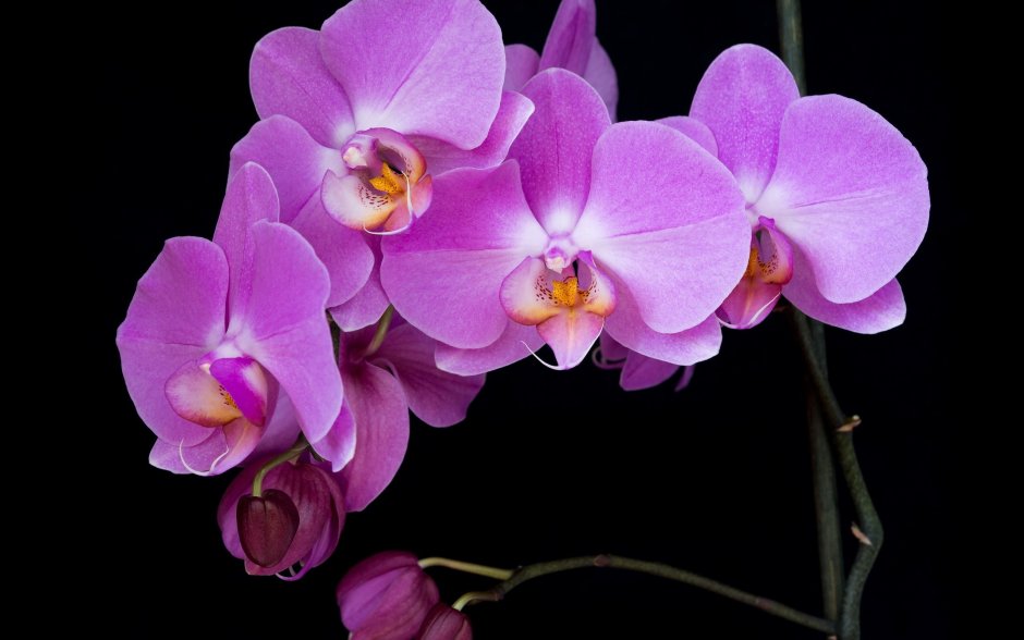 Орхидея фаленопсис пурпурная