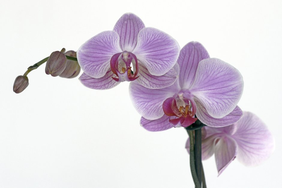 Пурпурная Орхидея