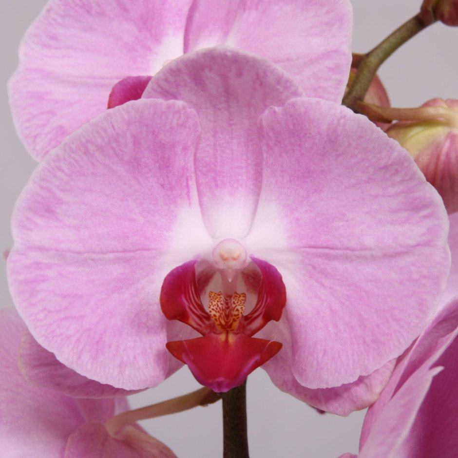 Орхидея фаленопсис Sacramento