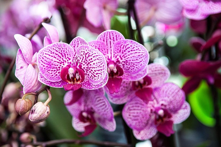 Орхидея Кресс