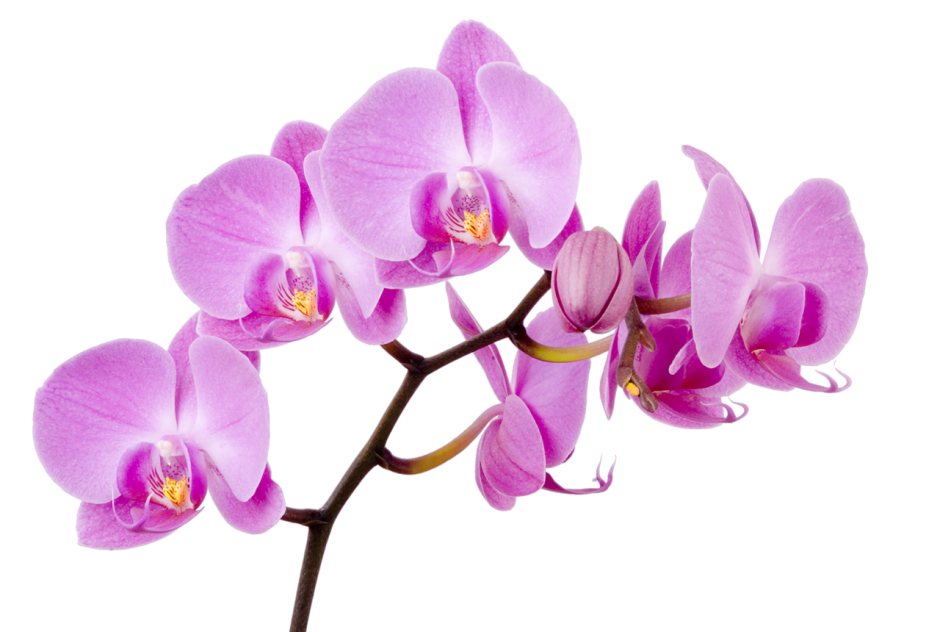 Фаленопсис Phalaenopsis White & Pink