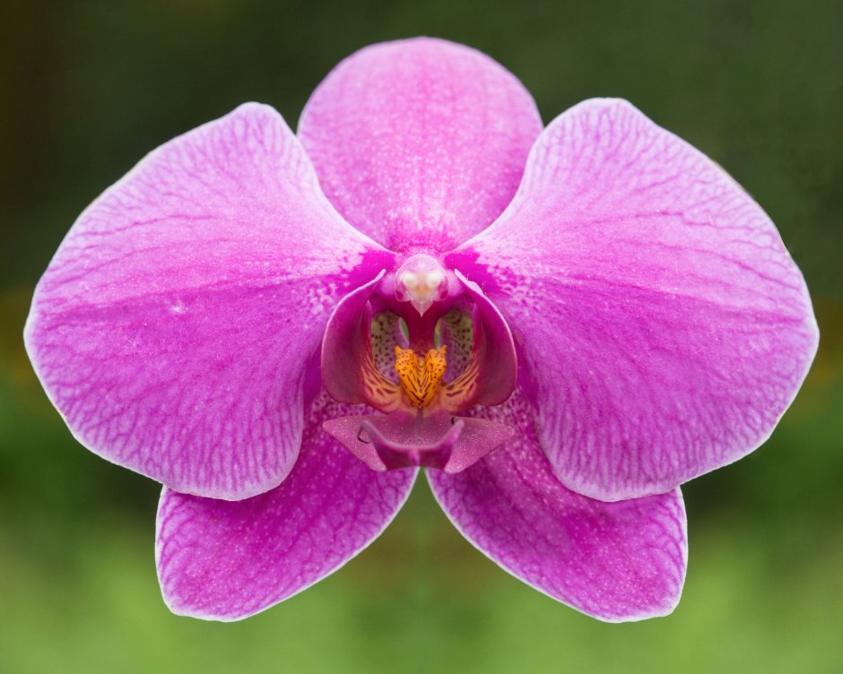 Цветы розовые орхидеи