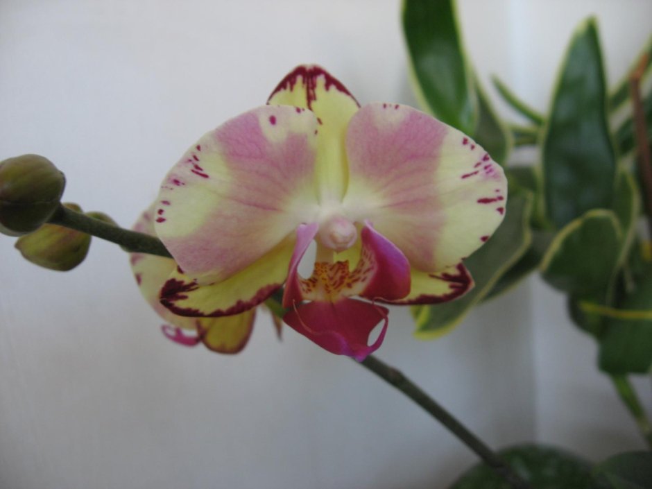 Phal. Miki Crown '16'