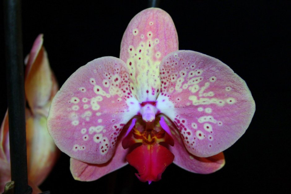 Орхидея Phalaenopsis Peaches