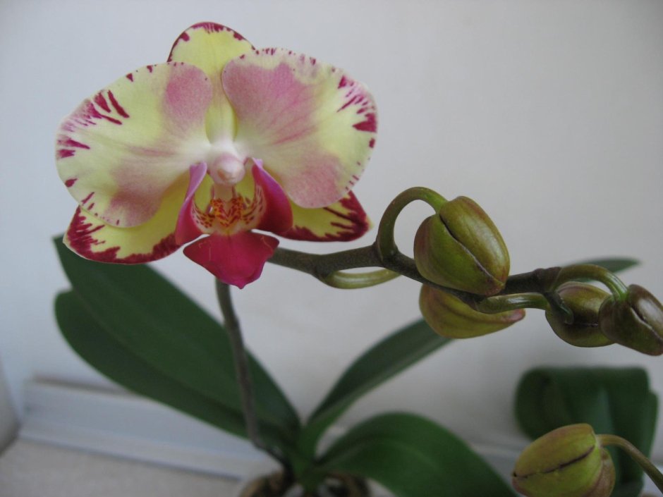 Орхидея Miki Crown