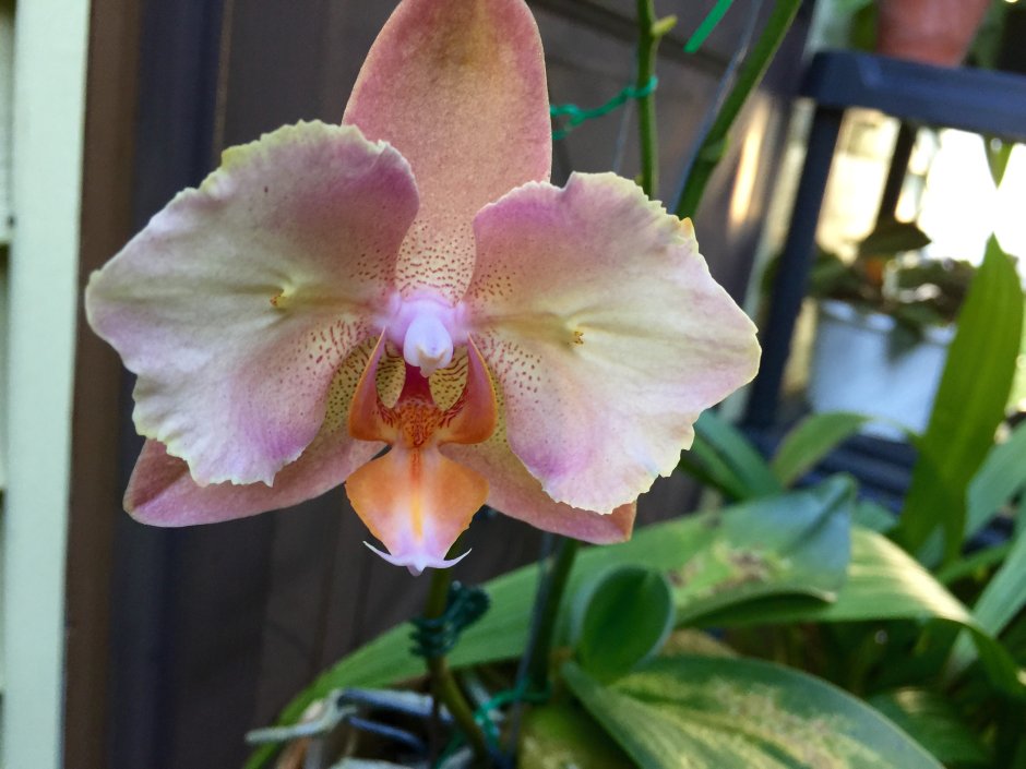 Phal.Sunset Kizz