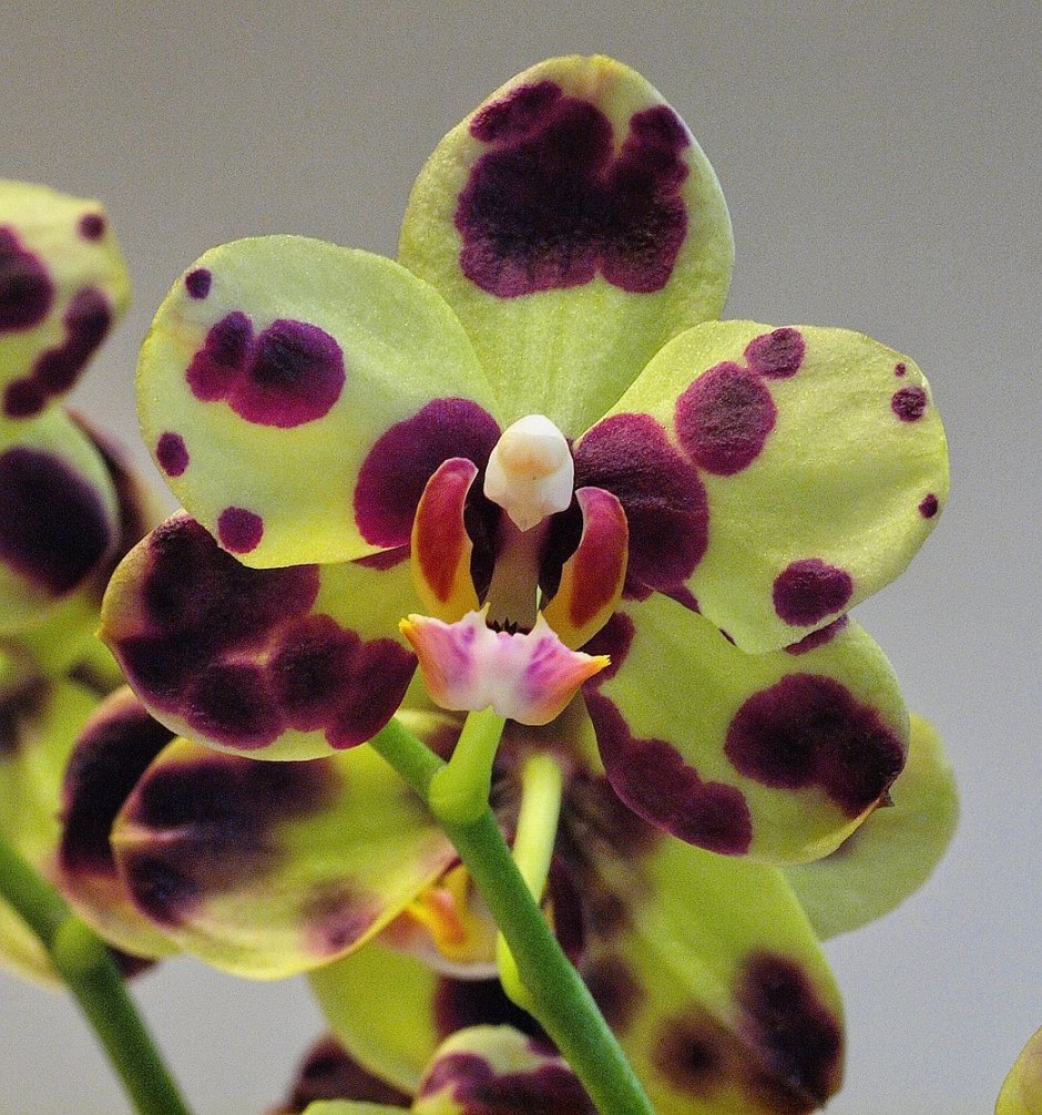 Phal. Peaches Орхидея