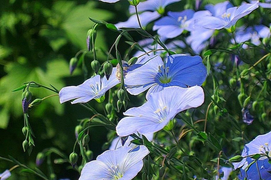Лен цветет голубыми цветочками