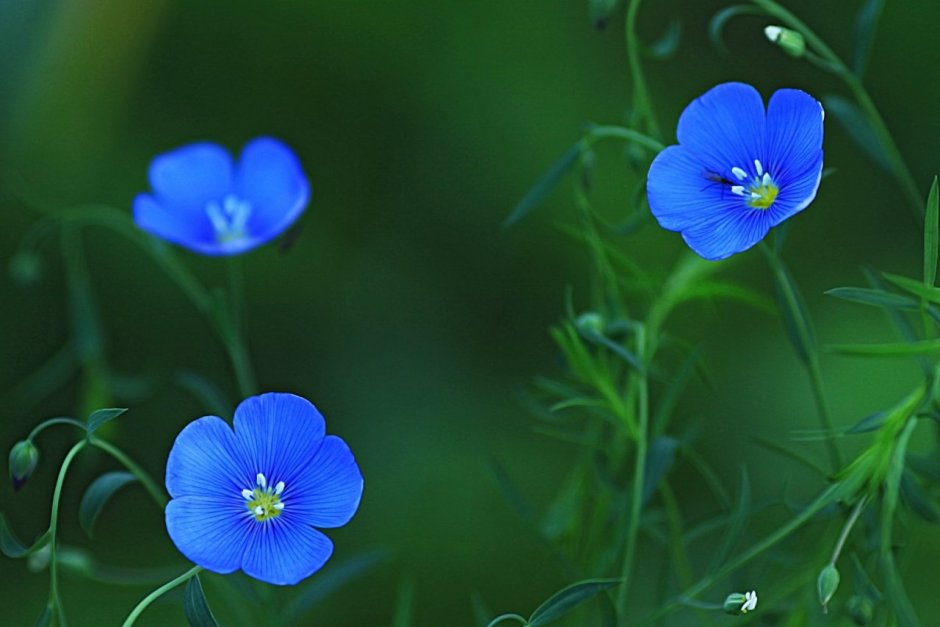 Голубой лен цветы