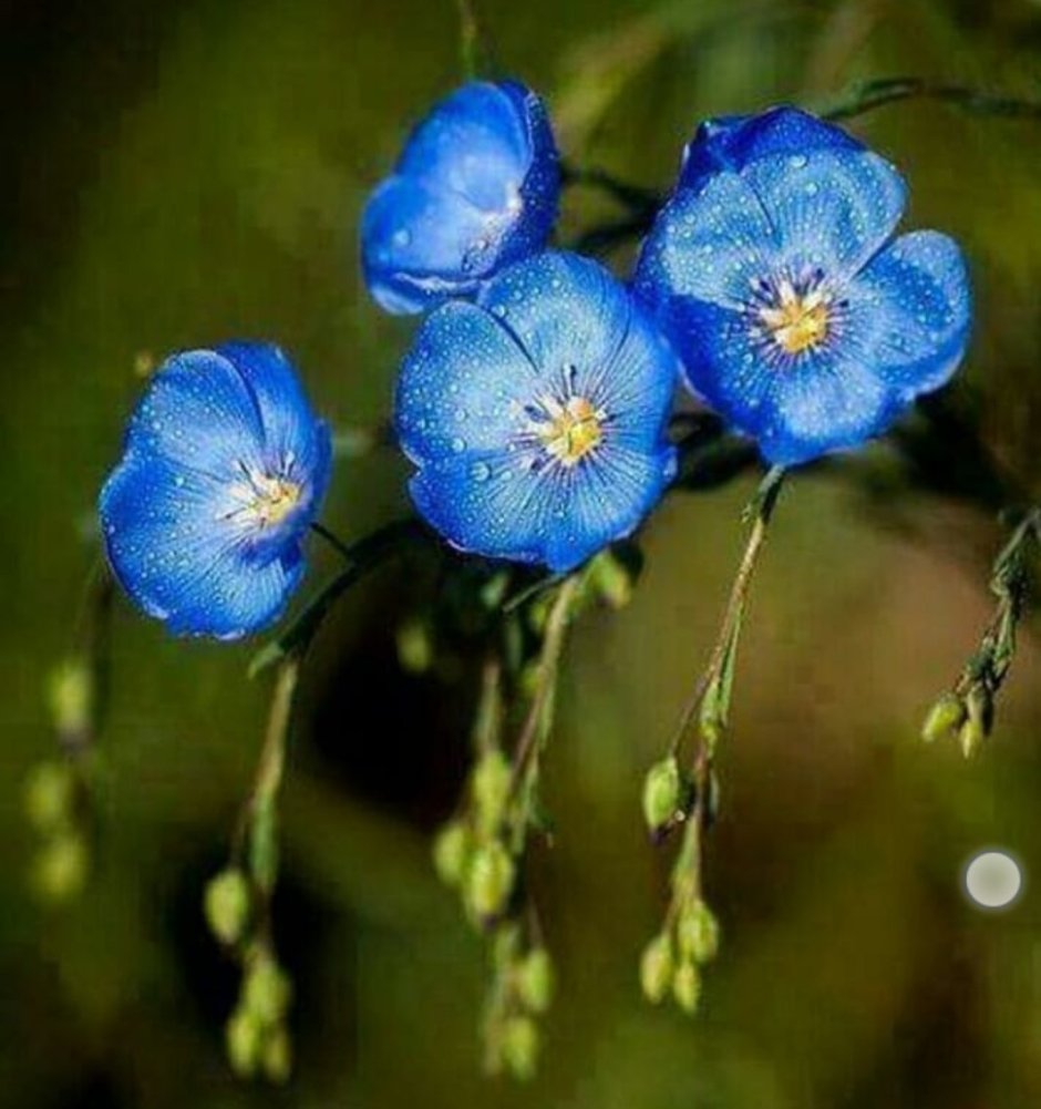 Лен голубой цветочек