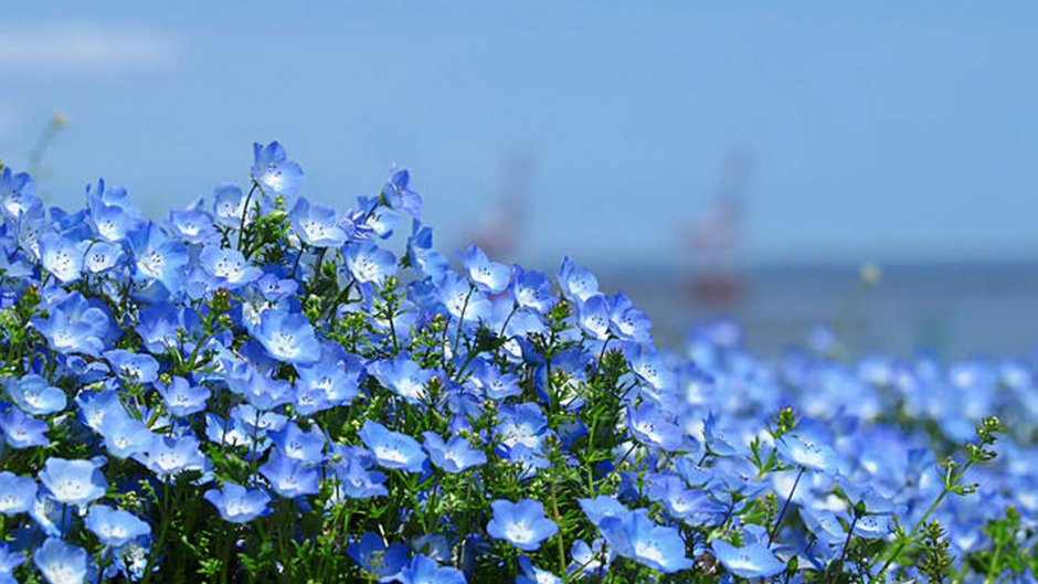 Мелкие голубые цветы Альпийские Луга