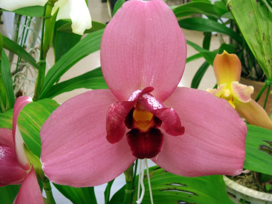 Ликаста Орхидея