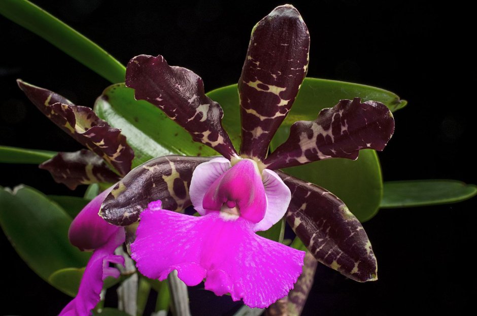 Cattleya Pittiae x aclandiae