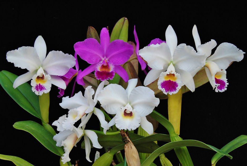 Орхидея Каттлея bicolor
