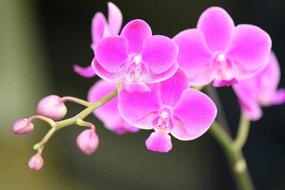 Орхидея Pink warna