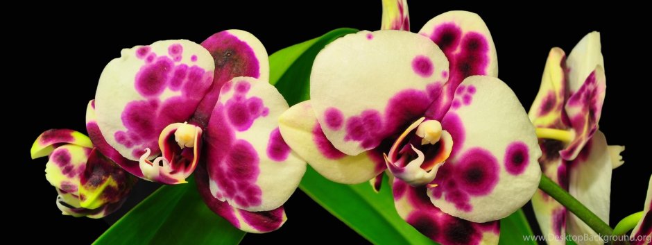 Черные орхидеи от Микки Орхидс