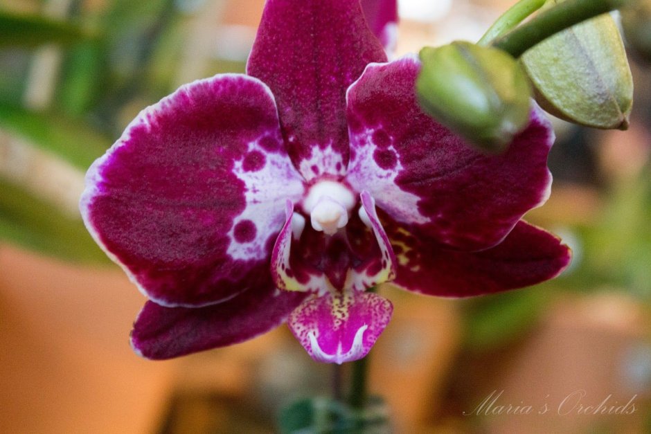 Орхидея Phal. Taida Pearl