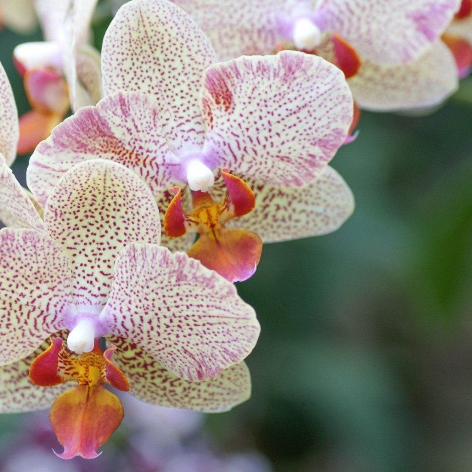 Орхидея фаленопсис Флорида