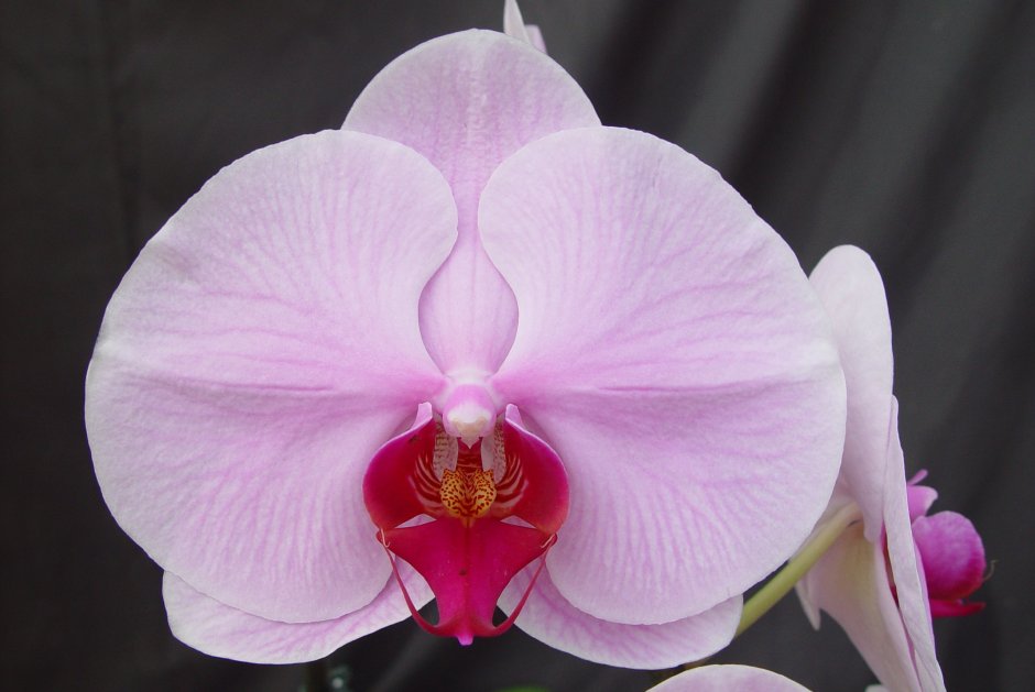 Орхидея фаленопсис спаркс
