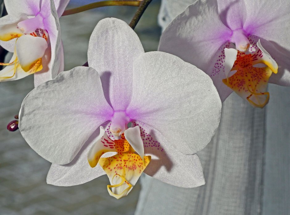 Фаленопсис Phalaenopsis White & Pink