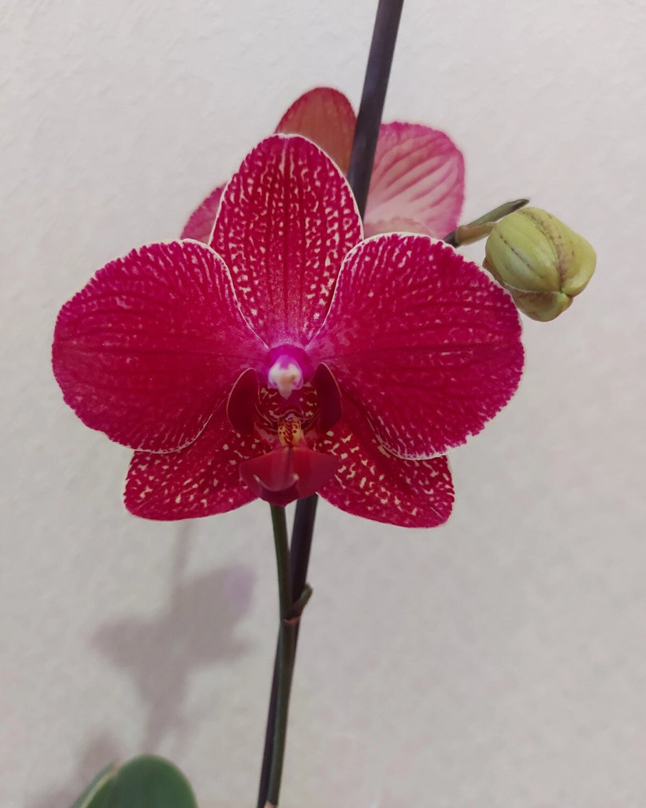 Орхидея оригами