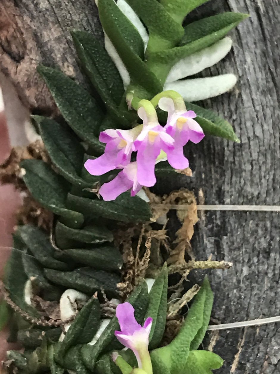 Schoenorchis scolopendria