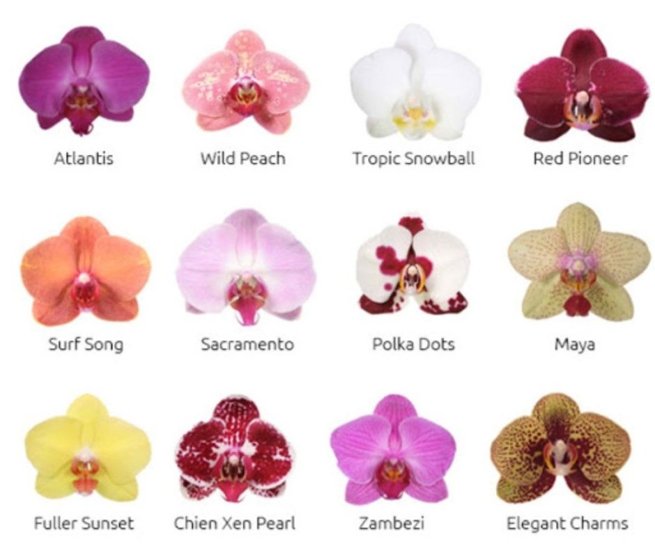 Орхидея фаленопсис силикон
