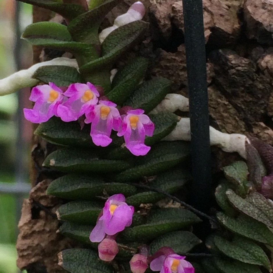 Schoenorchis scolopendria