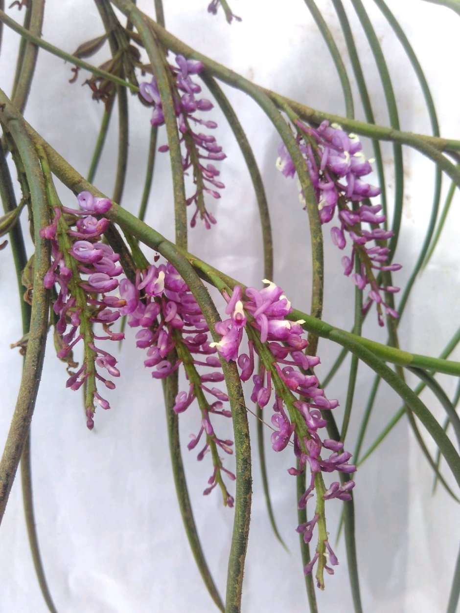 Schoenorchis juncifolia Purple x Pink