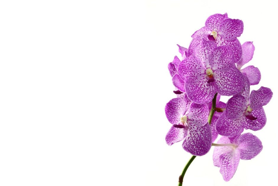 Орхидея мини Zoe