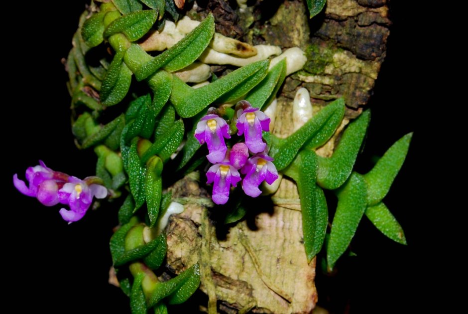 Schoenorchis scolopendria